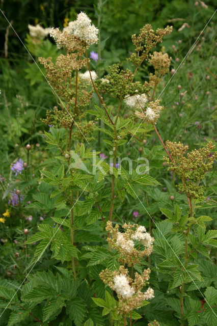 Moerasspirea (Filipendula ulmaria)