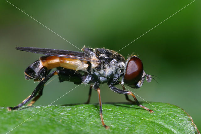 Tropidia scita