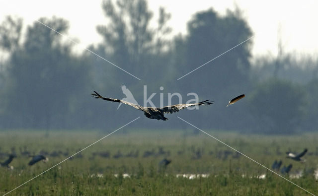 Cinereous Vulture