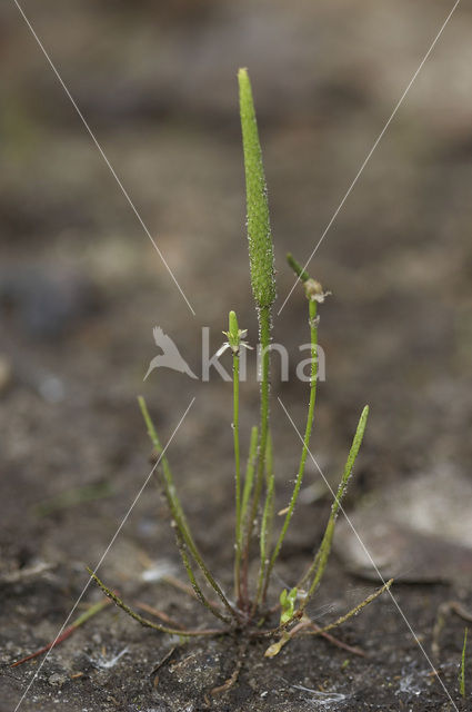 Muizenstaart (Myosurus minimus)