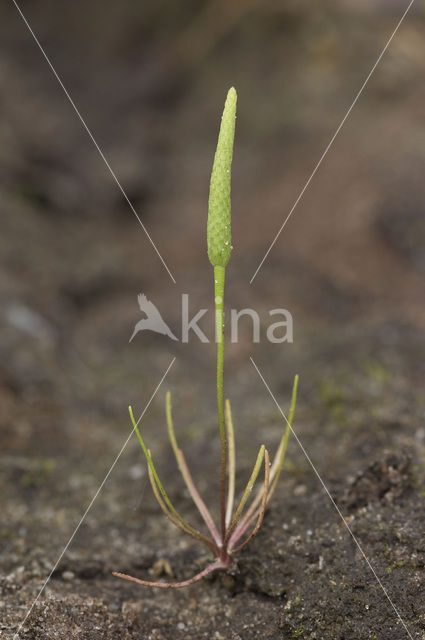 Mouse-tail (Myosurus minimus)