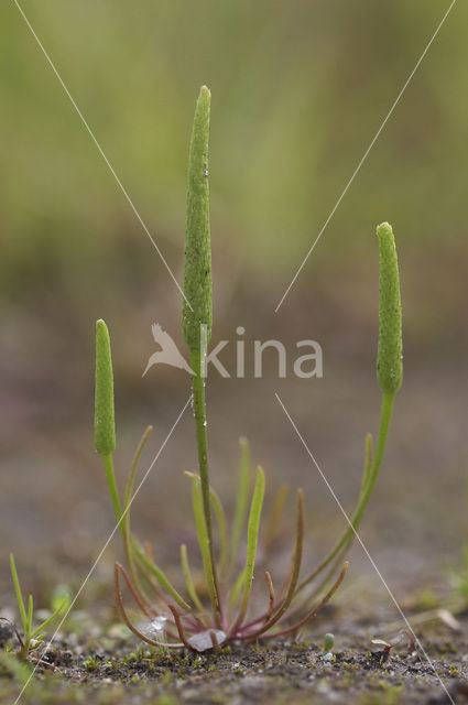 Mouse-tail (Myosurus minimus)