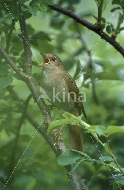 Nachtegaal (Luscinia megarhynchos)