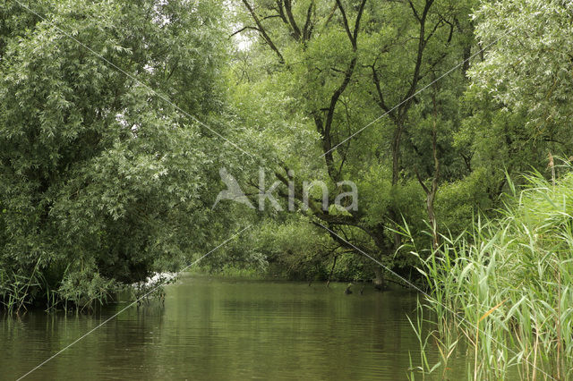 Nationaal Park de Biesbosch