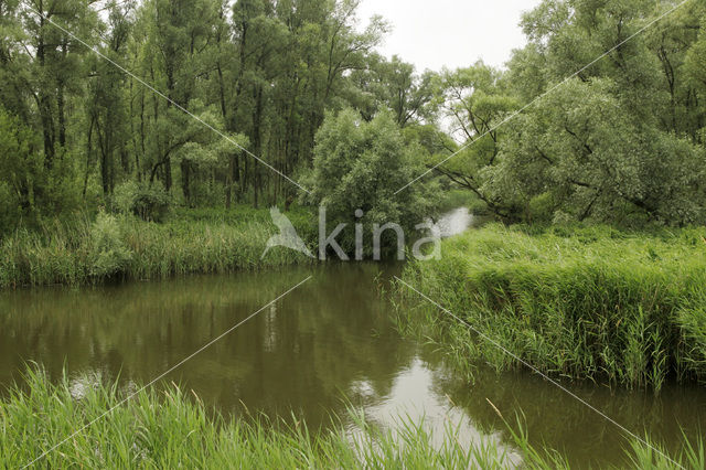 Nationaal Park de Biesbosch