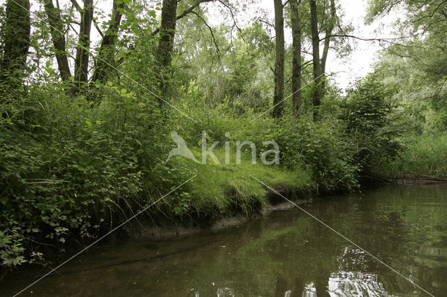 Nationaal Park de Biesbosch