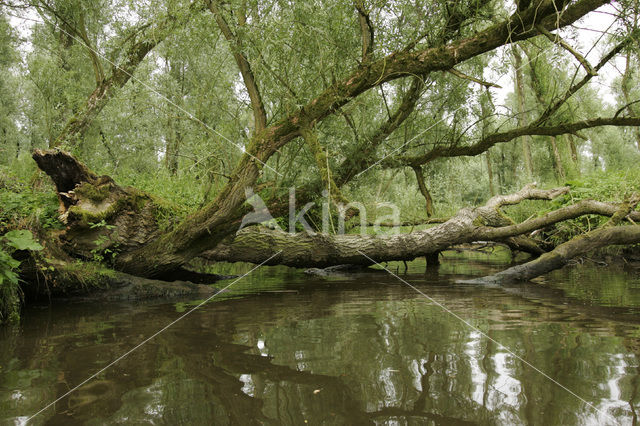 Nationaal Park de Biesbosch