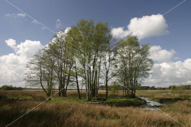 National Park Drents-Friese Wold