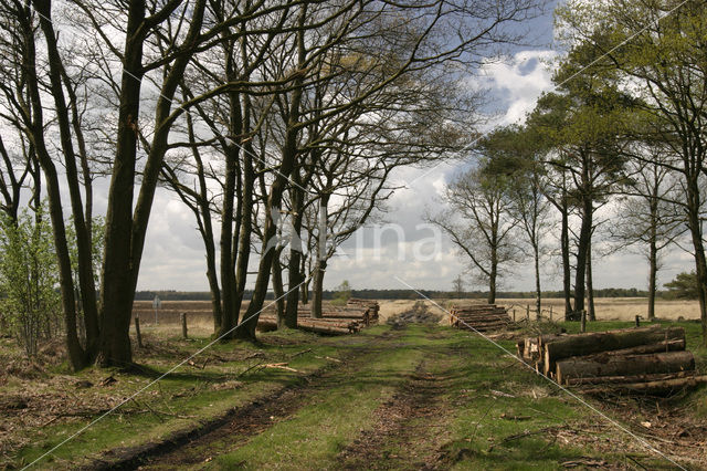 National Park Drents-Friese Wold