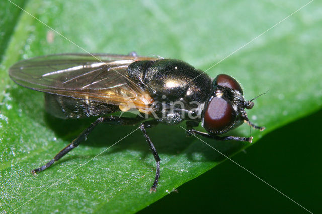 Nazomergitje (Cheilosia impressa)