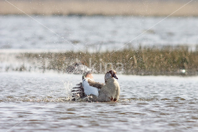 Egyptian Goose (Alopochen aegyptiaca)