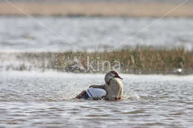 Egyptian Goose (Alopochen aegyptiaca)