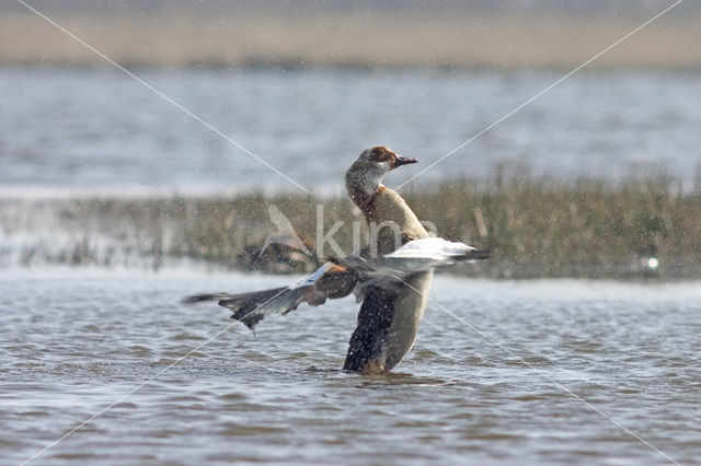 Egyptian Goose (Alopochen aegyptiaca)