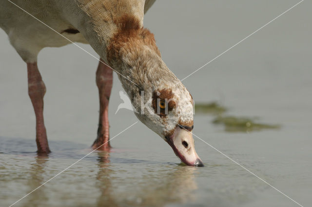 Egyptian Goose (Alopochen aegyptiaca)