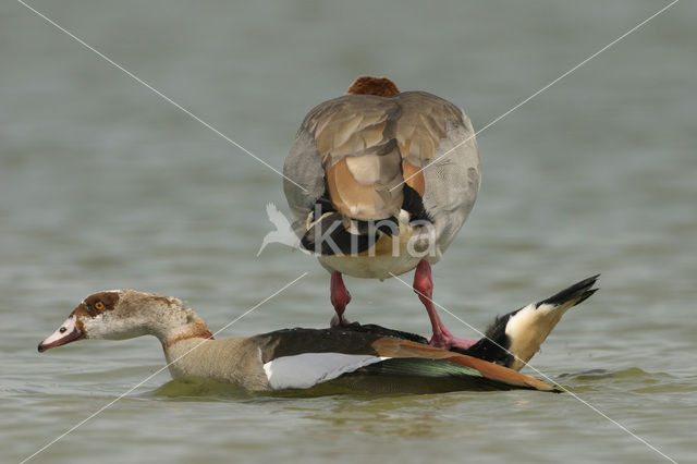 Egyptian Goose (Alopochen aegyptiaca)