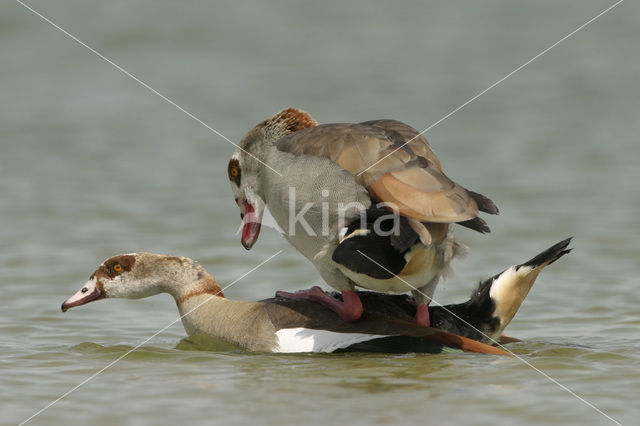 Egyptian Goose (Alopochen aegyptiaca)