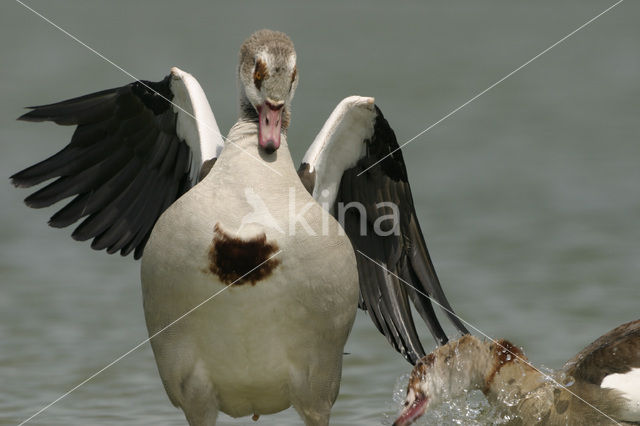 Egyptian Goose (Alopochen aegyptiaca)