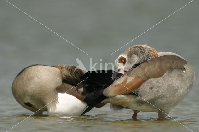 Egyptian Goose (Alopochen aegyptiaca)