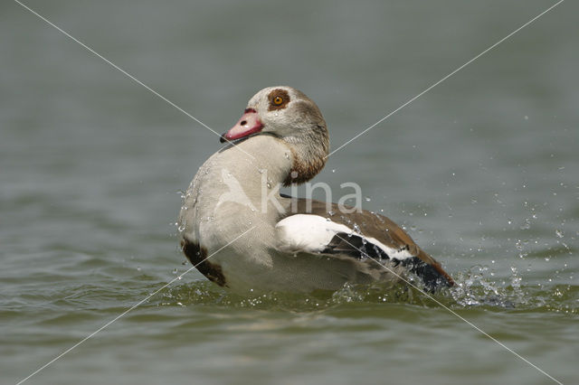 Egyptian Goose (Alopochen aegyptiaca)