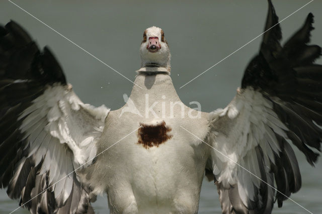 Egyptian Goose (Alopochen aegyptiaca)