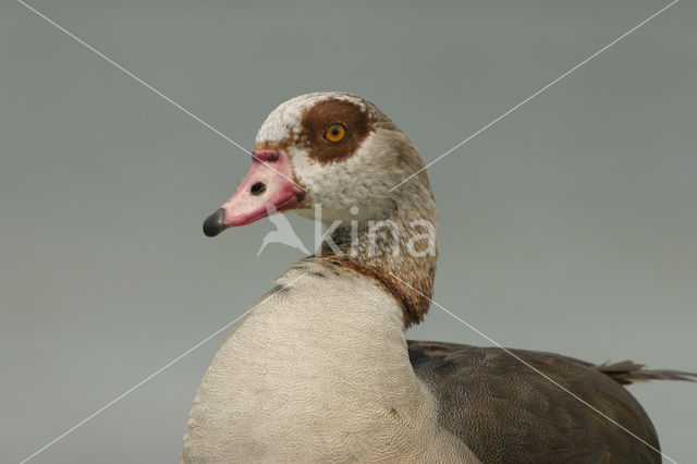Egyptian Goose (Alopochen aegyptiaca)