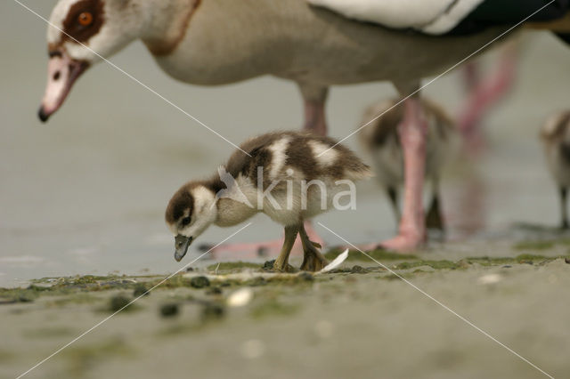 Egyptian Goose (Alopochen aegyptiaca)