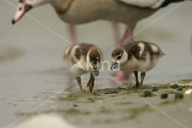 Egyptian Goose (Alopochen aegyptiaca)