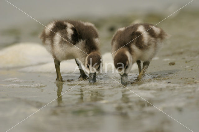 Egyptian Goose (Alopochen aegyptiaca)