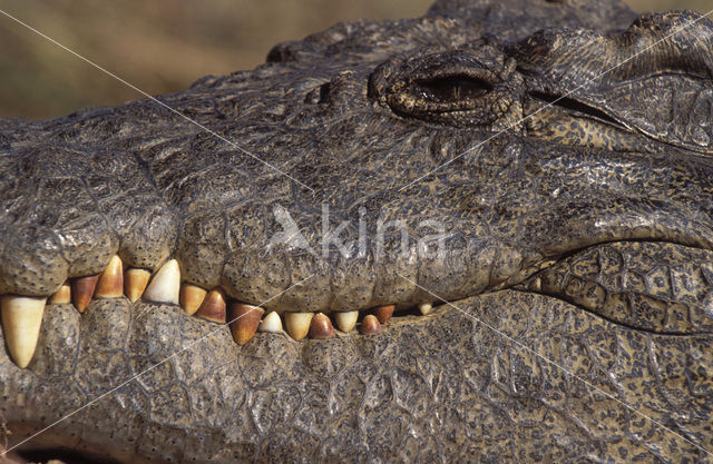 Nijlkrokodil (Crocodylus niloticus)