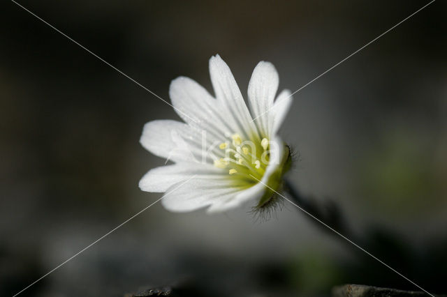 Noordse hoornbloem (Cerastium arcticum)