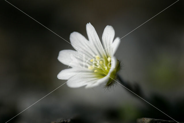 Artic Mouse-Ear Chickweed (Cerastium arcticum)