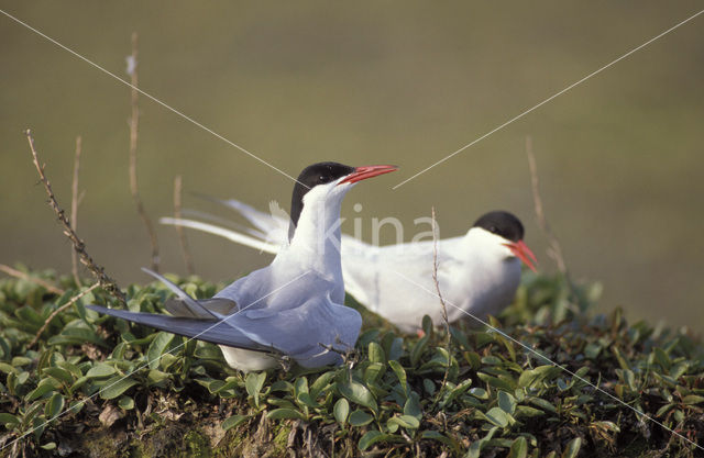 Noordse Stern (Sterna paradisaea)