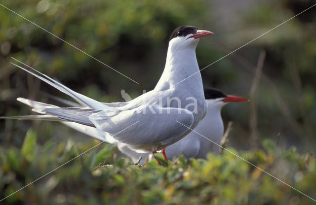 Arctic Tern (Sterna paradisaea)