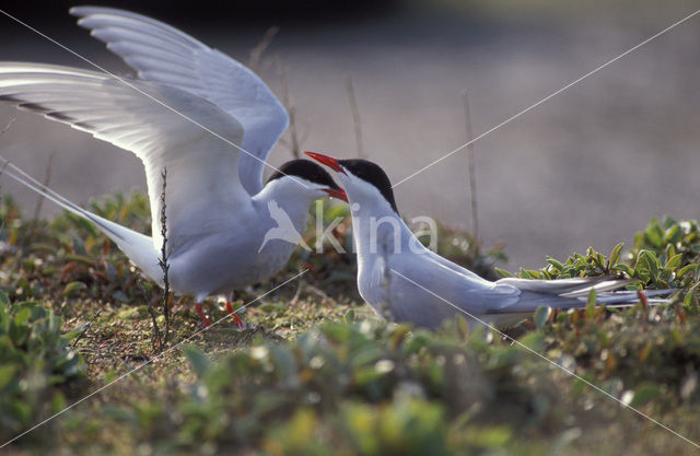 Arctic Tern (Sterna paradisaea)