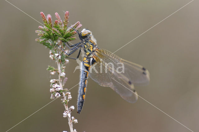 Northern White-faced darter (Leucorrhinia rubicunda)