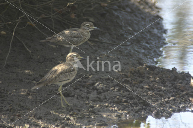 Senegal Thick-knee (Burhinus senegalensis)