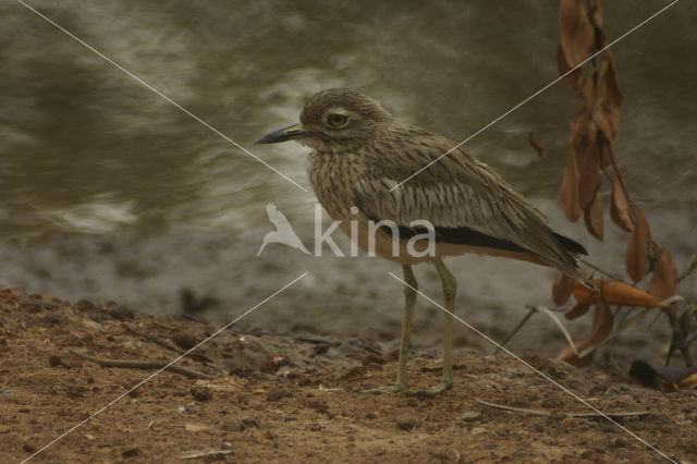 Senegal Thick-knee (Burhinus senegalensis)