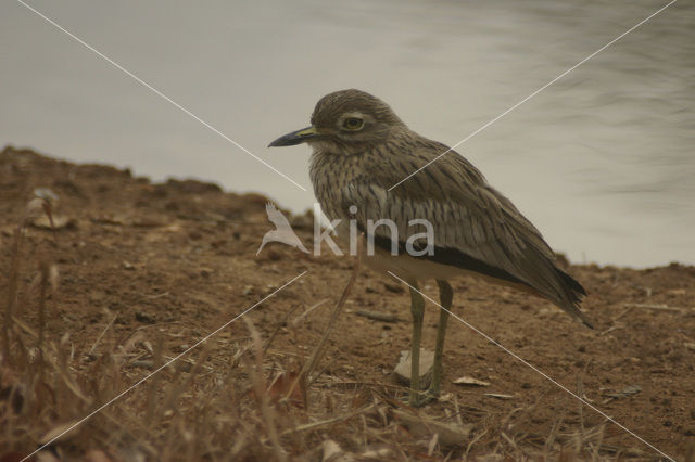 Senegal Thick-knee (Burhinus senegalensis)