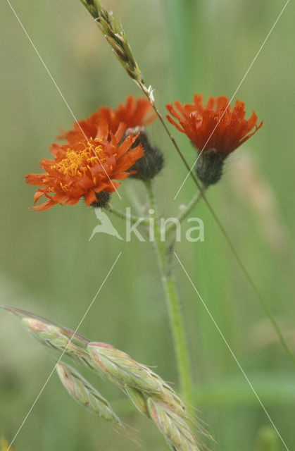 orange hawkweed (Hieracium aurantiacum)