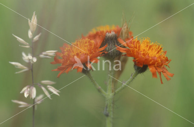 Oranje havikskruid (Hieracium aurantiacum)