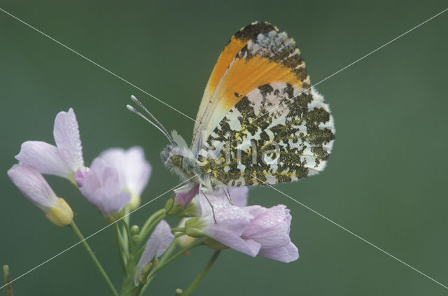 Oranjetipje (Anthocharis cardamines)