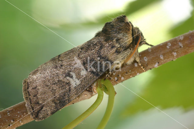 Popular Lutestring (Tethea or)