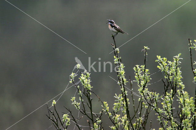 Paapje (Saxicola rubetra)