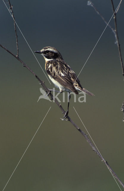 Whinchat (Saxicola rubetra)