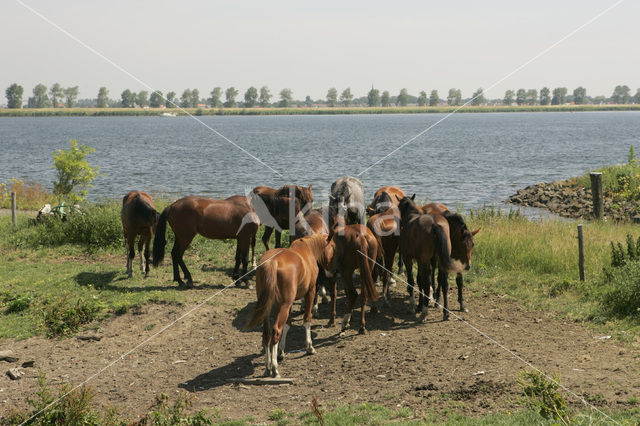 Paard (Equus spp)