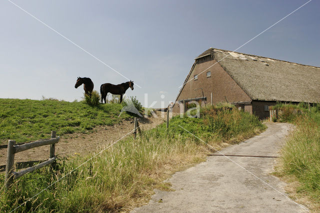 Paard (Equus spp)
