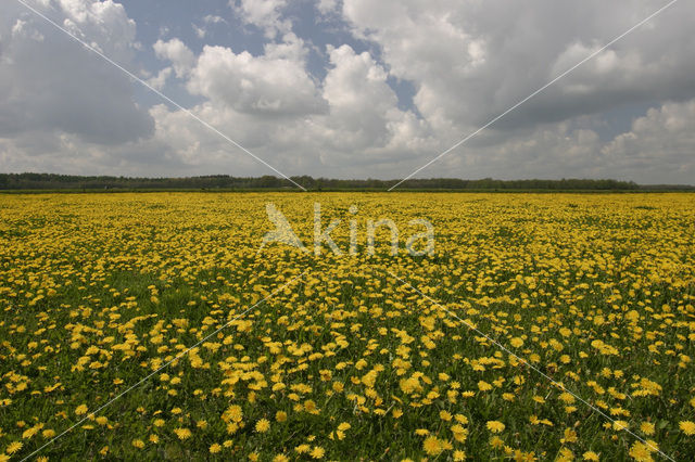 Dandelion (Taraxacum spec.)