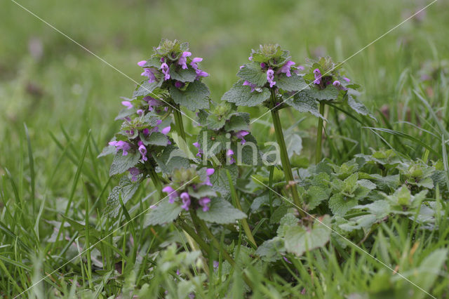 purple Dead-nettle (Lamium purpureum)