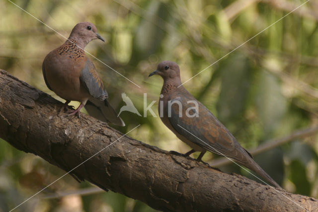 Laughing Dove (Stigmatopelia senegalensis)