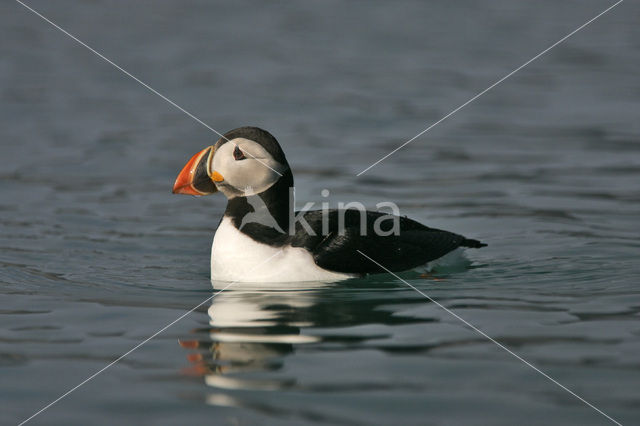 Atlantic Puffin (Fratercula arctica)